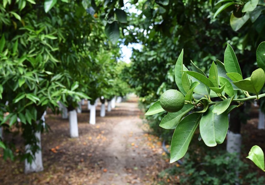 Citrus orchard in Kampos of Chios