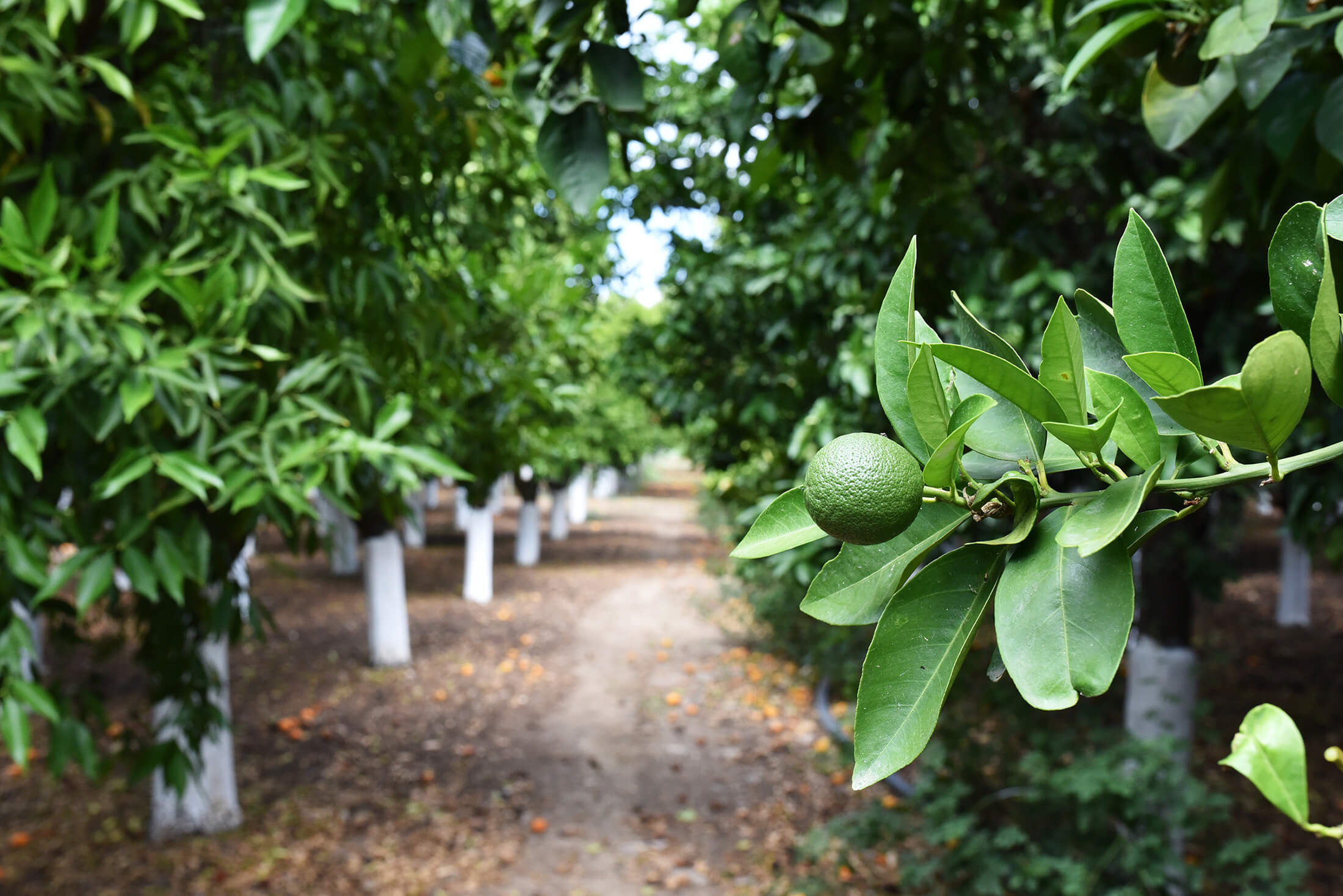 Citrus orchard in Kampos of Chios